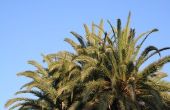 Hoe Plant koningin Palm bomen in Containers