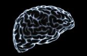 Op welke leeftijd Is het menselijk brein cognitief volwassen