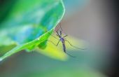 Wat planten muggen afstoten?