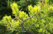 How to Care for Cypress groenblijvende bomen in uw huis