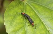 Wat stoot Lovebugs en vliegende insecten?