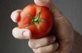 How to Grow grote rundvlees tomatenplanten