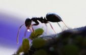 Hoe kan ik veilig te ontdoen van mieren?