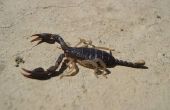 How to Get Rid van Scorpions in een huis in Arizona