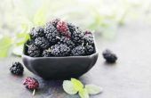 Gebruik van Mulberry Fruit voor Skin Care