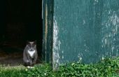 Hoe overstappen binnen katten op openluchtkatten