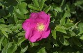 Wild Rose Plant identificatie