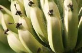 Ongedierte dat aanvallen van de bananen Plant