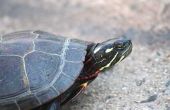 Hoe de zorg voor wilde geschilderde schildpadden