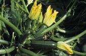 Hoe onderscheid maken tussen mannelijke & vrouwelijke courgette bloemen