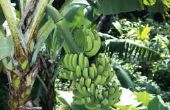 Bananenboom en het gebruik ervan