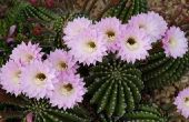 Hoe de zorg voor een stro bloem Cactus Plant
