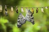 Hoe te beginnen een Butterfly Farm