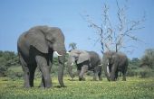 Activiteiten met de "Trouwe Elephants"