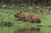 Hoe de zorg voor een huisdier capibara