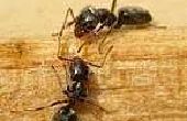 How to Get Rid van mieren met krijt