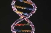 Beschrijving van de 3 delen van een DNA-Nucleotide