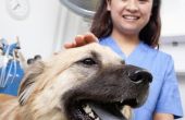 Bijwerkingen van Tramadol bij honden