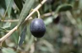 De rassen van olijfbomen