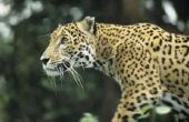 Informatie over Jaguars voor kinderen