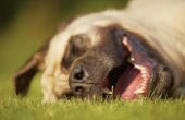 Hond zonnesteek symptomen