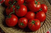 Soorten pitloze tomaat