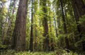 Hoe om te trouwen in Californië Redwood National Forest