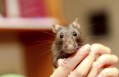 Wat zijn de oorzaken van verlies van het gewicht bij huisdier ratten?