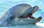 Hoeveel soorten dolfijnen zijn er?