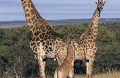 Feiten over Baby giraffen