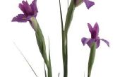 Iris bollen inzetbaar voor snijbloem regelingen?