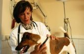 Tekenen & symptomen van een infectie van de urinewegen bij mannelijke honden