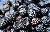 Boysenberry Jam recept