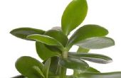 Hoe bemesten een Jade Plant