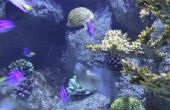 Tekenen van lage zuurstof in een rif Aquarium