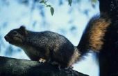 Zal mottenballen te houden van eekhoorns uit zolders?