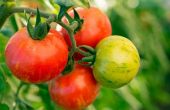 Tomaten voor warme klimaten