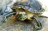 Hoe de zorg voor een ziek schildpad