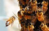 Hoe bijen om weg te houden