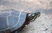 Hoe herken ik de leeftijd van een geschilderde schildpad
