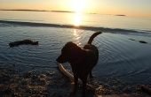 Strand Hotels in Florida die huisdieren toegestaan