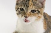 Kosten van echografie bij katten