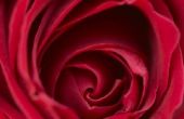 Hoe te zinken een rode roos in een vaas