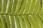 How to Care for Fern moederplanten