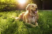 Canine kanker in gouden Retrievers
