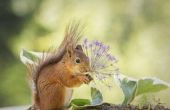 Hoe te houden van eekhoorns uit bloemen eten