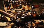 De remedie van het huis om te doden van kakkerlakken