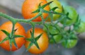 De beste tijd om tomaten Plant in Georgië