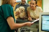 Wat heb je te doen tot een dierenarts receptioniste?