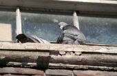 How to Get Rid van duiven af venster richels